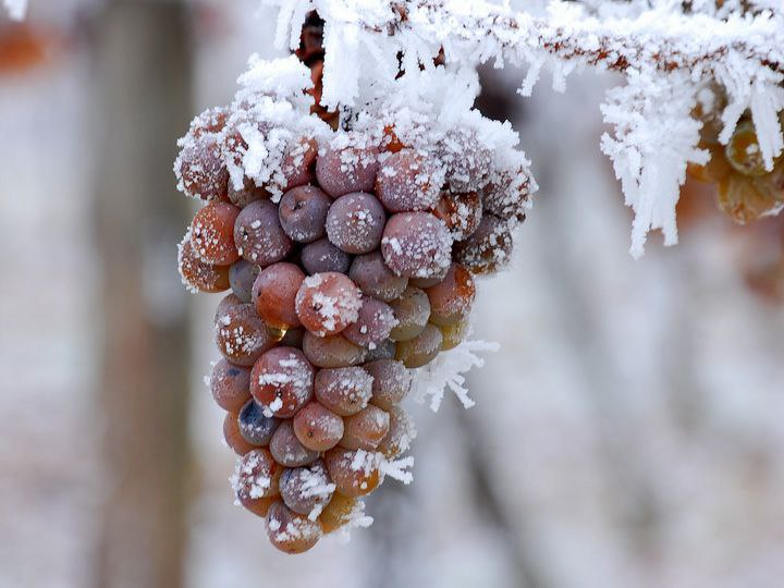 ​Ледяное вино или Icewine
Что делать, если врасплох застали ранние заморозки, а...